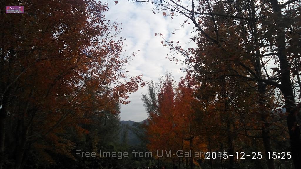 20151225red leaves-IMG_152538.jpg